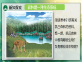 20.2 生态系统的组成 课件 北师大版生物八年级下册