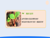 4.播种发芽（课件）2025-2026学年人教鄂教版三年级科学下册