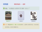 4.播种发芽（课件）2025-2026学年人教鄂教版三年级科学下册
