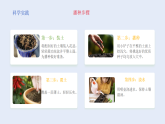 4.播种发芽（课件）2025-2026学年人教鄂教版三年级科学下册