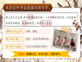 26春人教版三年级下册语文第六单元20《灰雀》(第二课时)  课件