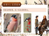 26春人教版三年级下册语文第六单元20《灰雀》(第一课时)  课件
