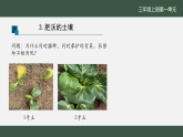 苏教版（2024）科学三年级上册 第3课《肥沃的土壤》课件