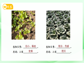苏教版（2024）科学三年级上册 第3课肥沃的土壤课件