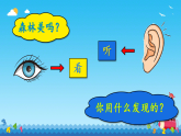 苏教版（2024）科学一年级上册 4.认识感官课件