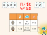 苏教版（2024）科学一年级上册 5感官总动员（课件）