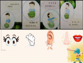 苏教版（2024）科学一年级上册 5感官总动员（课件）