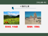 苏教版（2024）科学三年级上册 《4植被与土壤》课件