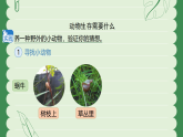 苏教版（2024）科学二年级下册 11 动物生存需要什么  课件