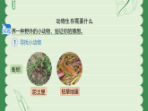 苏教版（2024）科学二年级下册 11 动物生存需要什么  课件