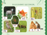 苏教版（2024）科学一年级下册 4.10 形形色色的动物 课件