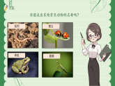 苏教版（2024）科学一年级下册 4.10 形形色色的动物 课件