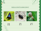 苏教版（2024）科学一年级下册 4.10 形形色色的动物 课件