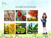 苏教版（2024）科学一年级下册 4.11 多姿多彩的植物 课件