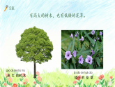 苏教版（2024）科学一年级下册 4.11 多姿多彩的植物 课件