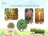苏教版（2024）科学一年级下册 4.11 多姿多彩的植物 课件