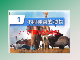 2.1《不同种类的动物》教学课件 教科版科学三年级下册