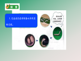 2.5《蚕变了新模样》教学课件 教科版科学三年级下册