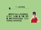 17.人的呼吸器官-课件 2025-2026学年苏教版三年级科学下册