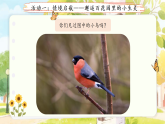 第六单元20.灰雀 第一课时课件 小学语文统编版（2024）三年级下册
