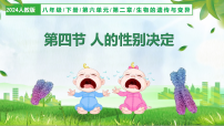初中生物人教版（2024）八年级下册（2024）第四节 人的性别决定教学课件ppt
