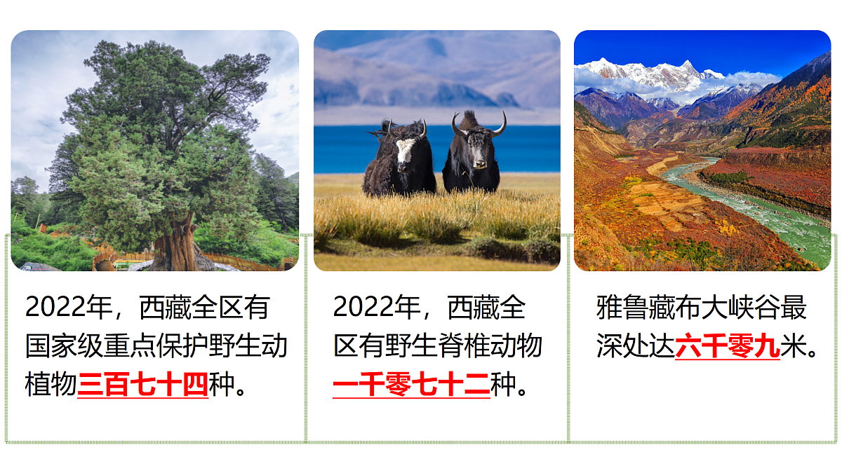 18162159第5页