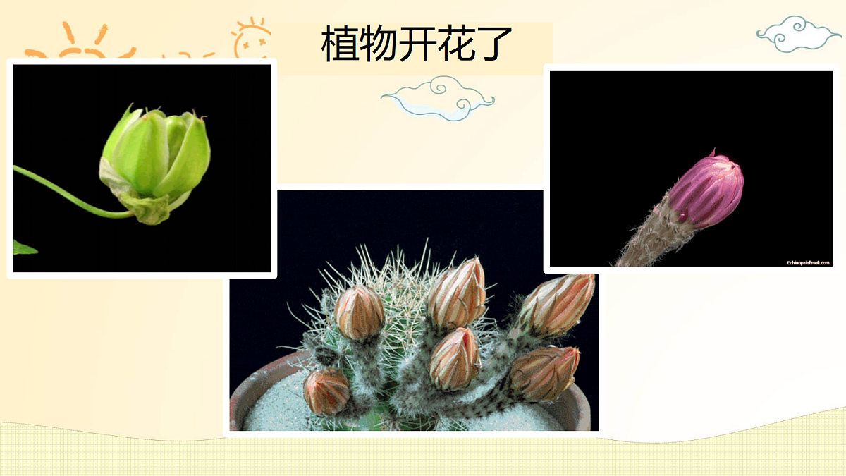 18162160第2页