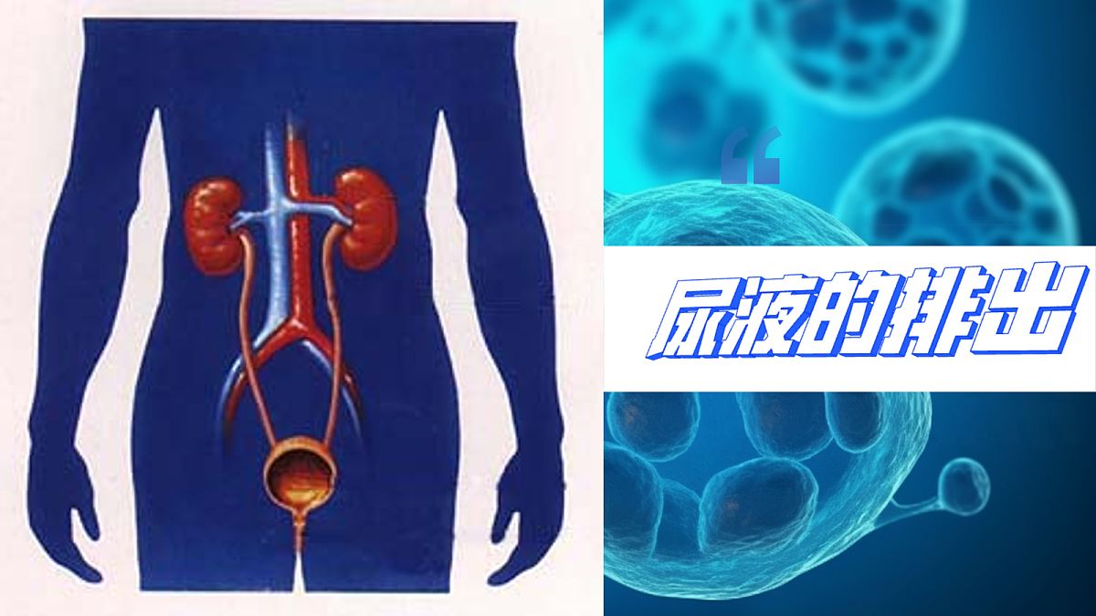18163488第6页