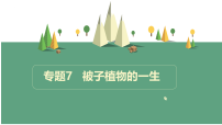 人教版（2024）七年级下册（2024）被子植物的一生复习课件ppt