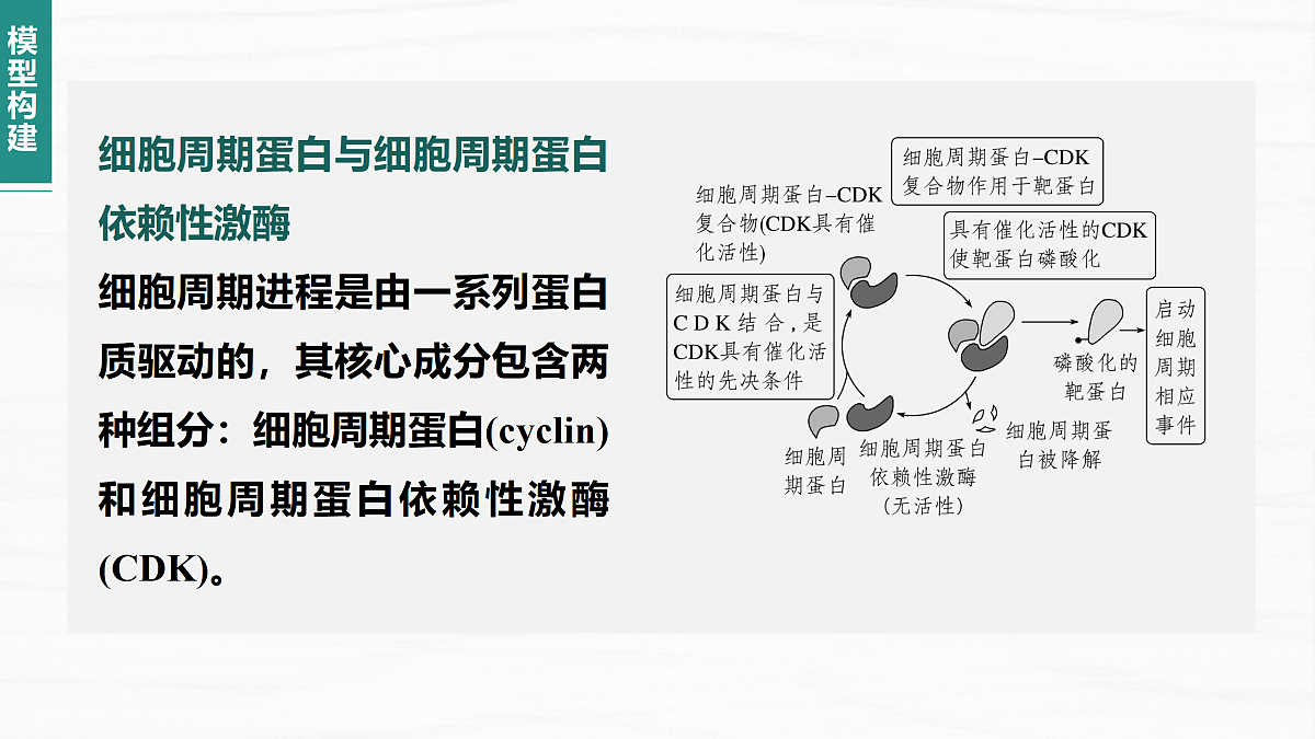 18164876第6页