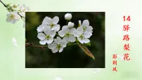 七年级下册(2024)驿路梨花多媒体教学ppt课件