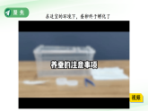 2.4 幼蚕在生长 课件 小学科学教科版三年级下册（2024）课件