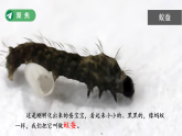 2.4 幼蚕在生长 课件 小学科学教科版三年级下册（2024）课件