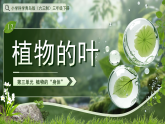 第12课  植物的叶 课件 小学科学青岛版（六三制）三年级下册（2024）