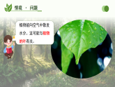 第12课  植物的叶 课件 小学科学青岛版（六三制）三年级下册（2024）