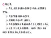 小学科学新教科版三年级下册第二单元第四课 幼蚕在生长知识点作业课件（放映显示答案）（2026春）