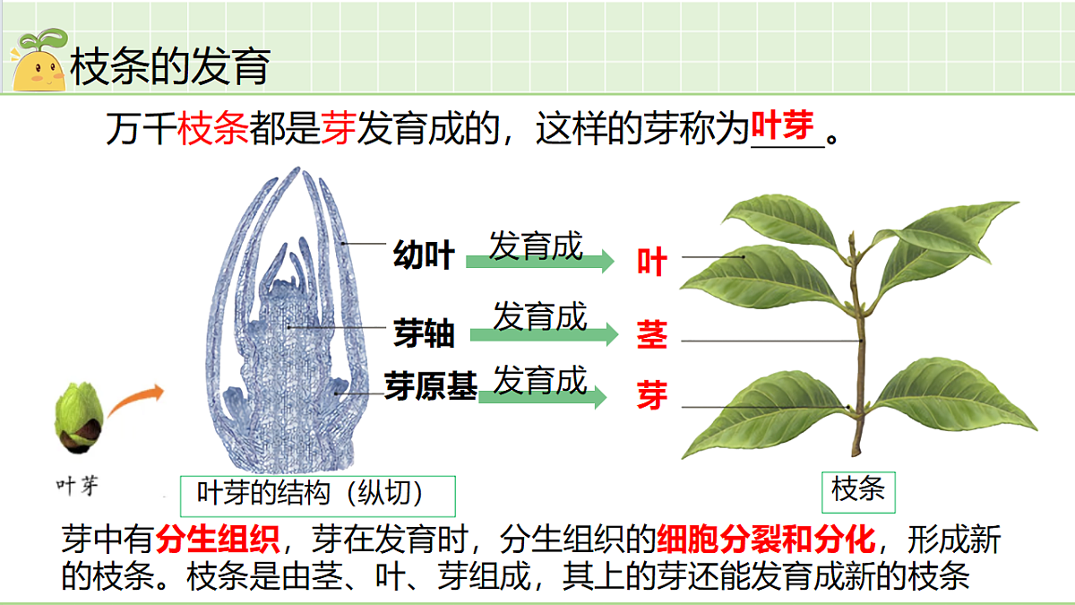 18184677第7页