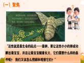 新教科版小学科学三下第二单元《3 迎接蚕宝宝的到来》课件