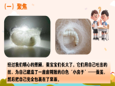 新教科版小学科学三下第二单元《5 蚕变了新模样》课件