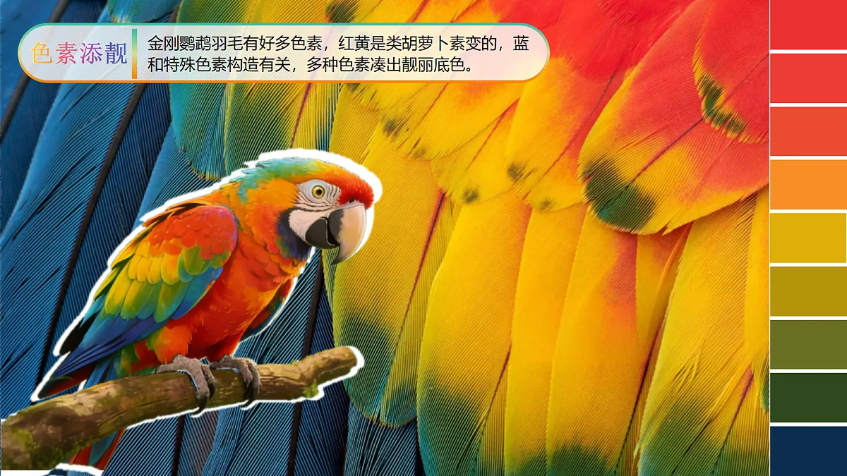2.3 斑斓的色彩 精品课件第5页
