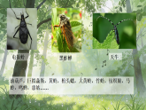 统编版语文八年级下册第五单元整本书阅读《昆虫记》课件
