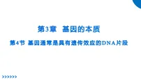 高中人教版 (2019)基因通常是有遗传效应的DNA片段多媒体教学课件ppt