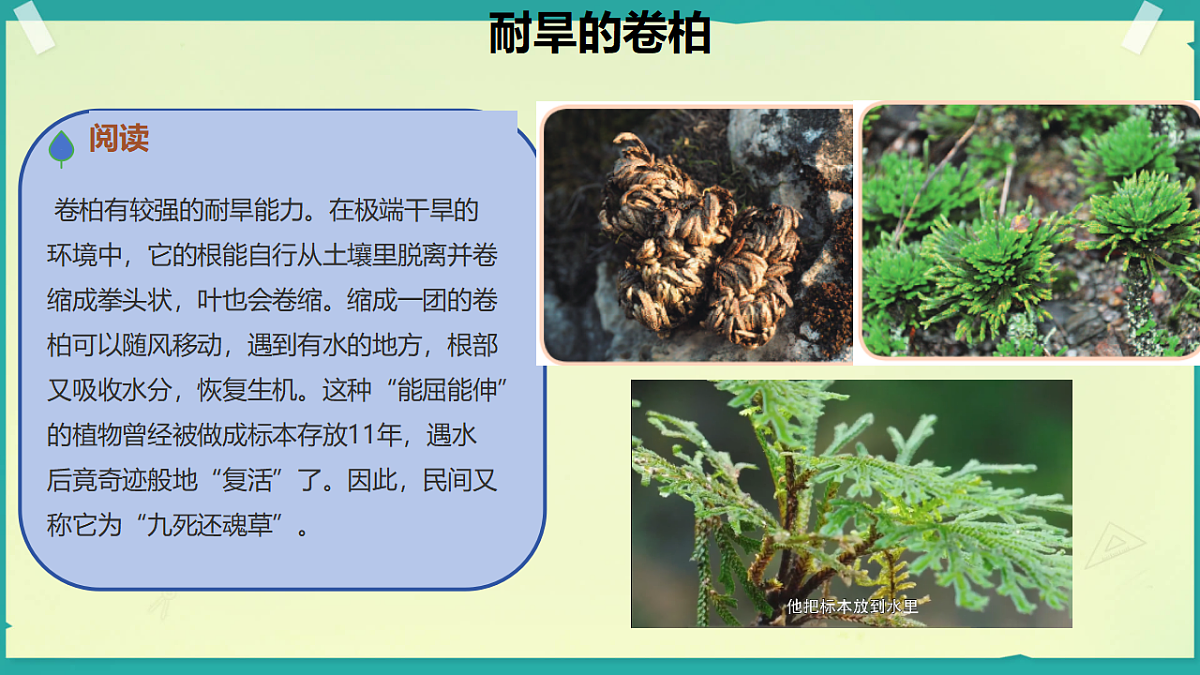 18208653第7页