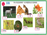 第10课 形形色色的动物 课件（内嵌视频）2025-2026学年科学一年级下册苏教版