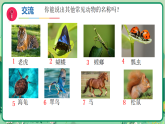 第10课 形形色色的动物 课件（内嵌视频）2025-2026学年科学一年级下册苏教版