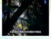 初中  生物  北师大版（2024）  八年级下册8.20.2  生态系统的组成 课件