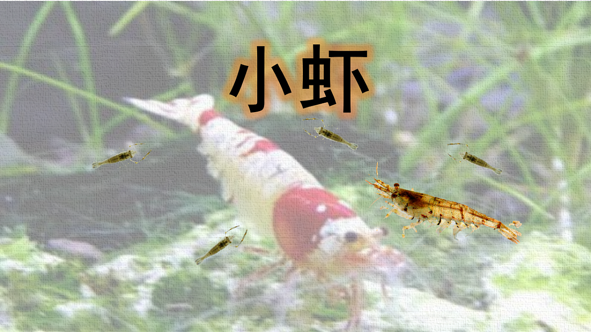 18216787第1页