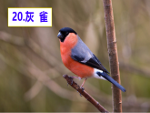 20 灰雀 课件（内嵌视频）-2025-2026学年语文三年级下册统编版