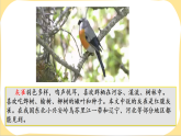 20 灰雀 课件（内嵌视频）-2025-2026学年语文三年级下册统编版