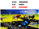 初中  生物  人教版（2024）  八年级下册6.3.3 生物进化的原因 课件